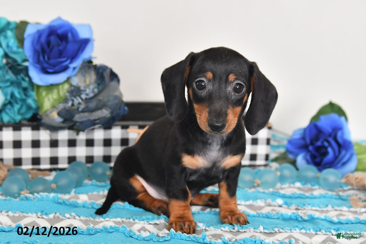 Miniature Dachshund dogs Freddie - Ad 42