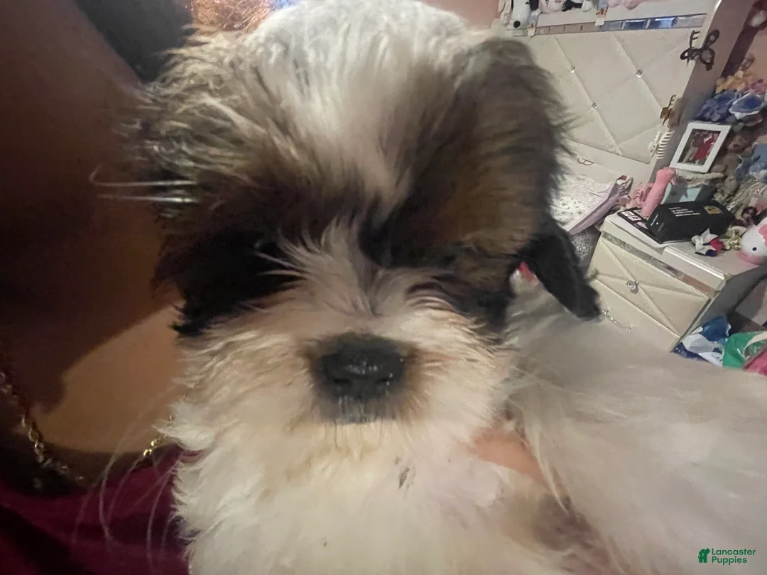 Shihpoo dogs for sale: Cherry - Ad 2