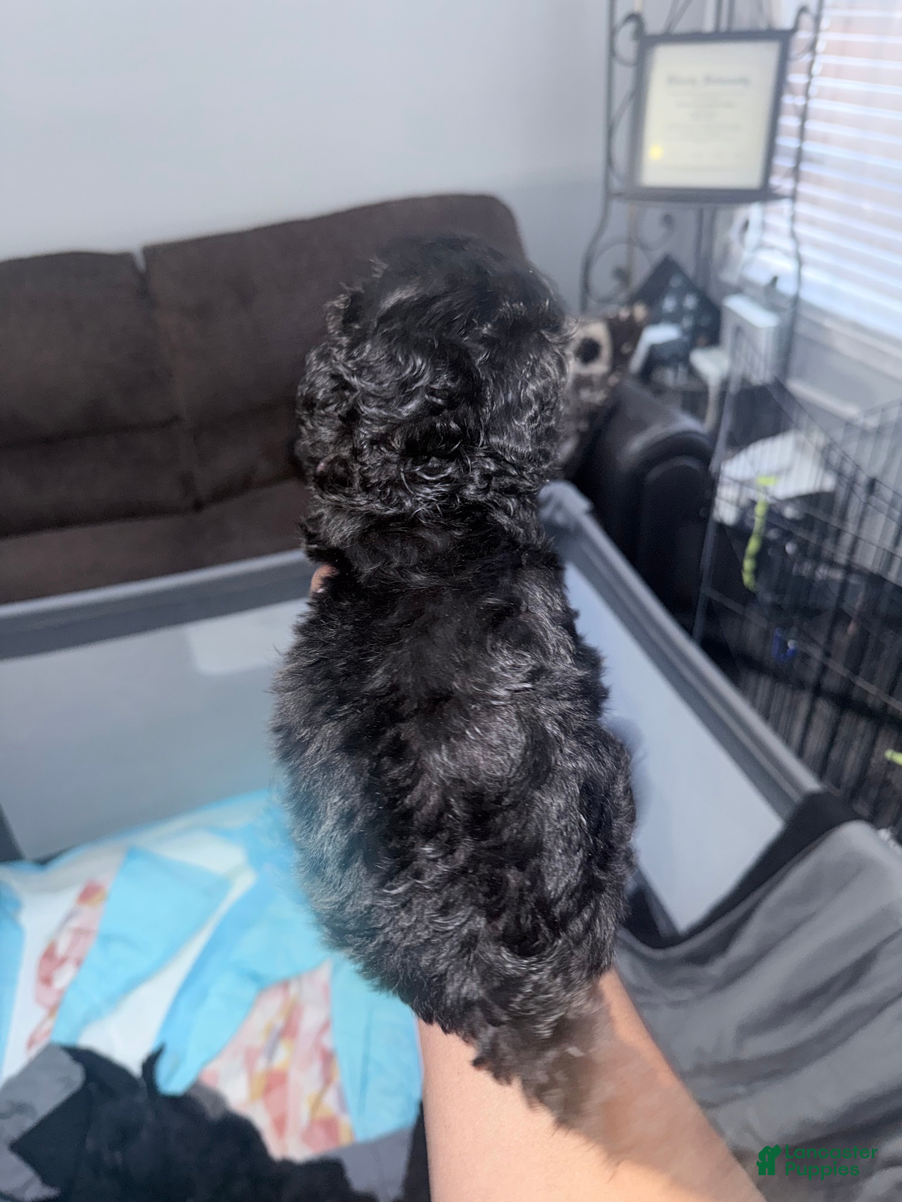 Double Doodle dogs White - Ad 5