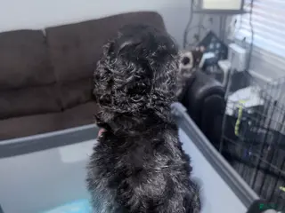 Double Doodle dogs White - Ad 30