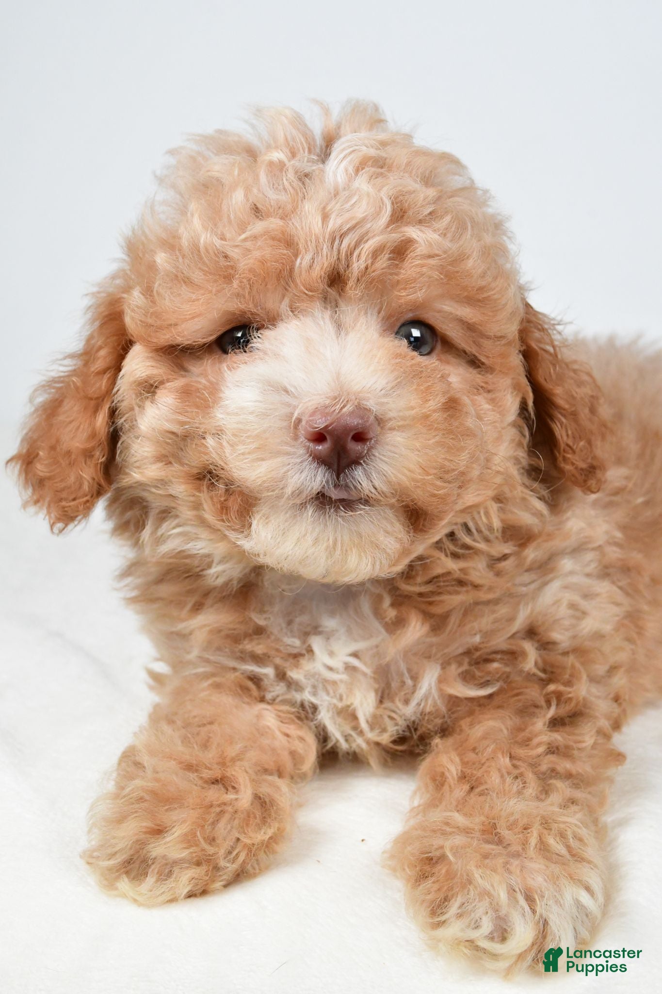 Maltipoo dogs Teddy - Ad 2