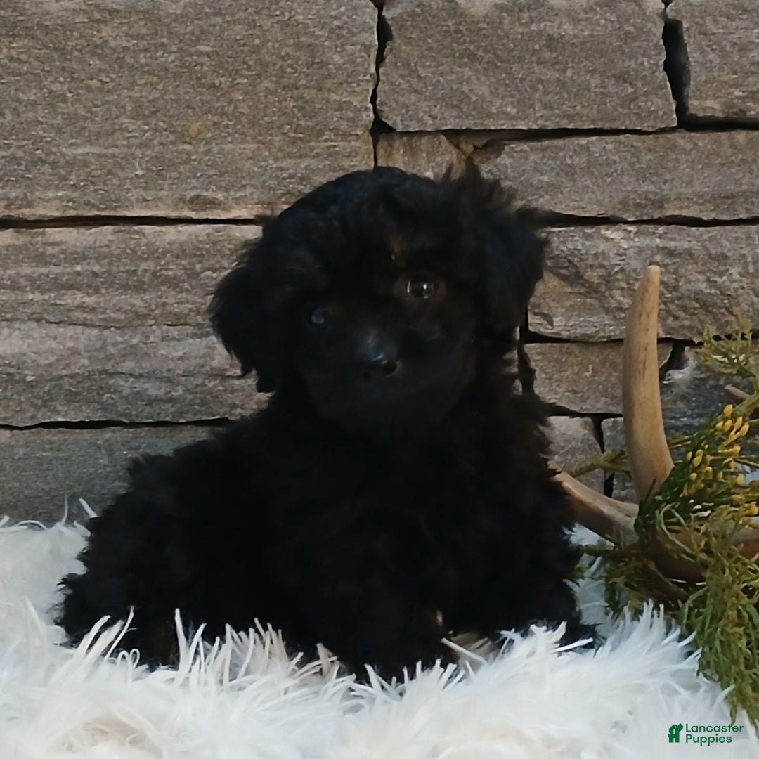 Miniature Poodle dogs for sale: Pete  - Ad 1