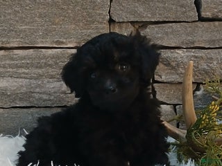 Miniature Poodle dogs for sale: Pete - Ad 1