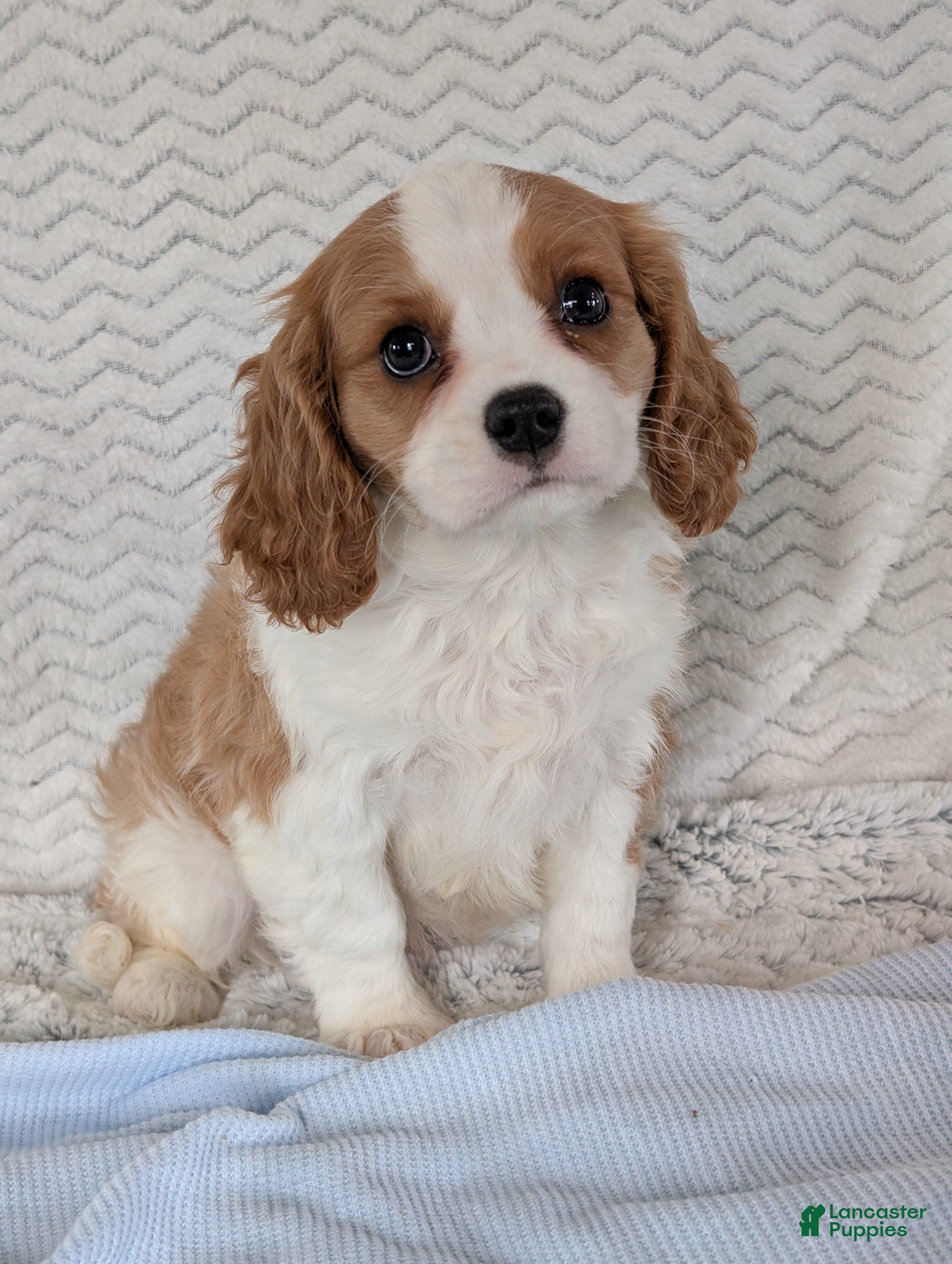 Cavalier King Charles Spaniel dogs Kody - Ad 2