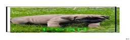 English Mastiff dogs for sale: English Mastiff Puppy 4 - Ad 2