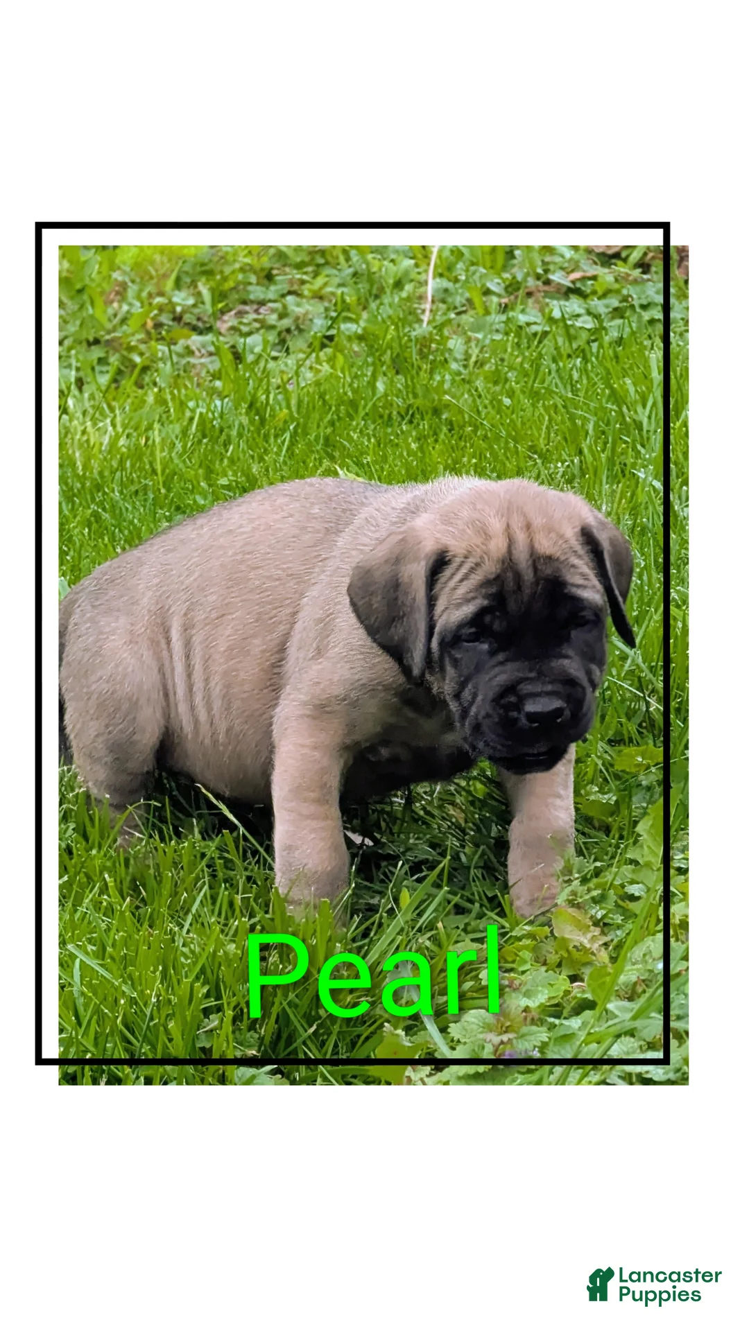 English Mastiff dogs for sale: English Mastiff Puppy 4 - Ad 2