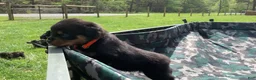 Rottweiler dogs for sale: Orange Female - Ad 3