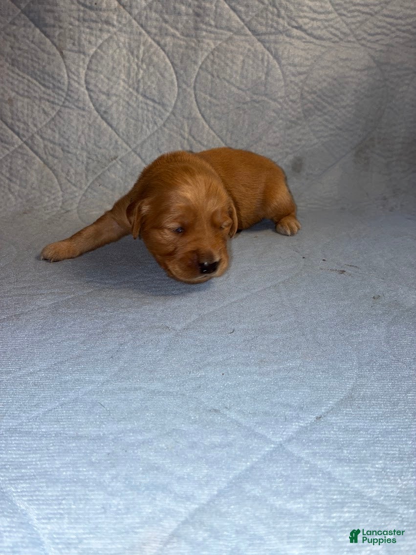Golden Retriever dogs for sale: 5# Cyclone - Ad 1
