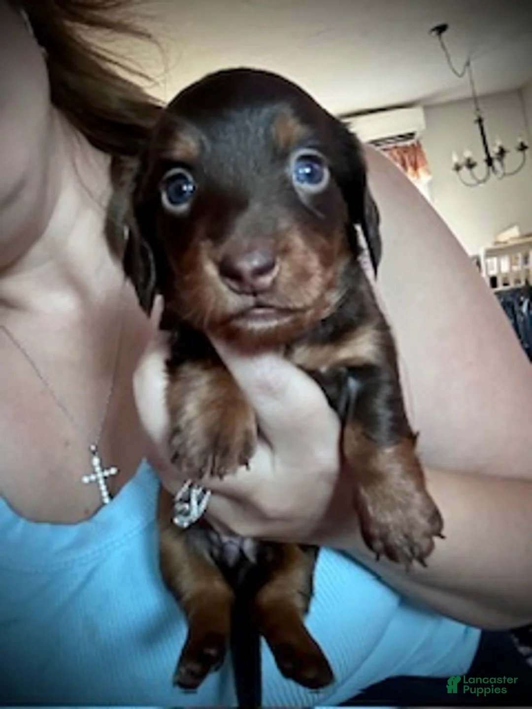 Miniature Dachshund dogs for sale: Twix - Ad 2
