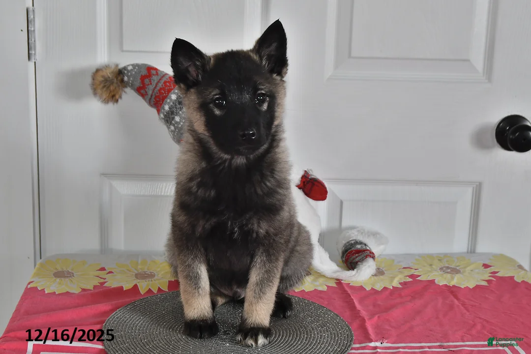 Norwegian Elkhound dogs for sale: Sparky - Ad 2