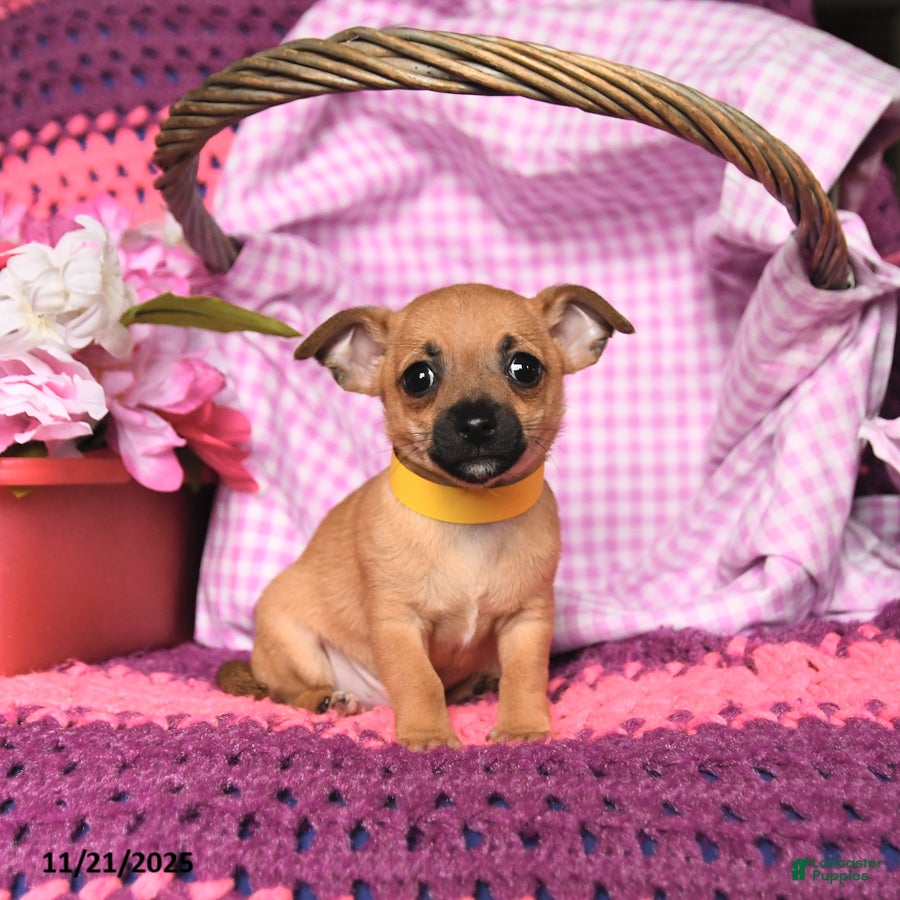Chihuahua dogs Monty - Ad 37