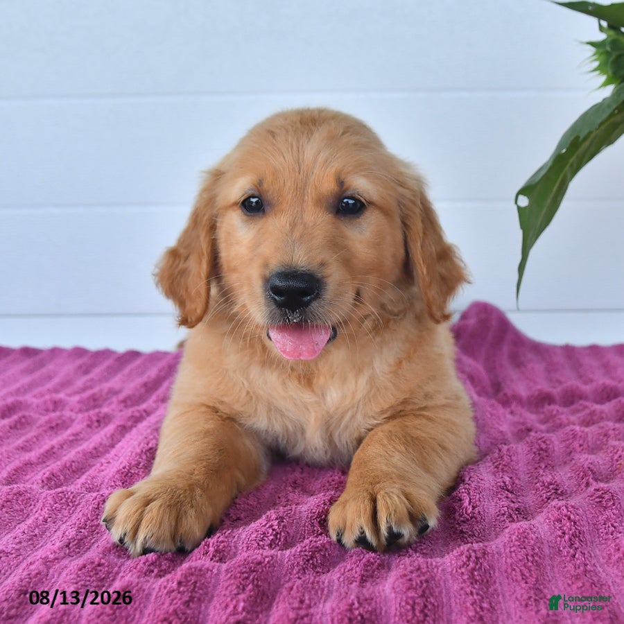 Golden Retriever dogs Carmel - Ad 2