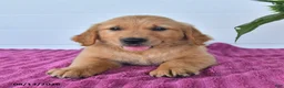 Golden Retriever dogs for sale: Carmel - Ad 2