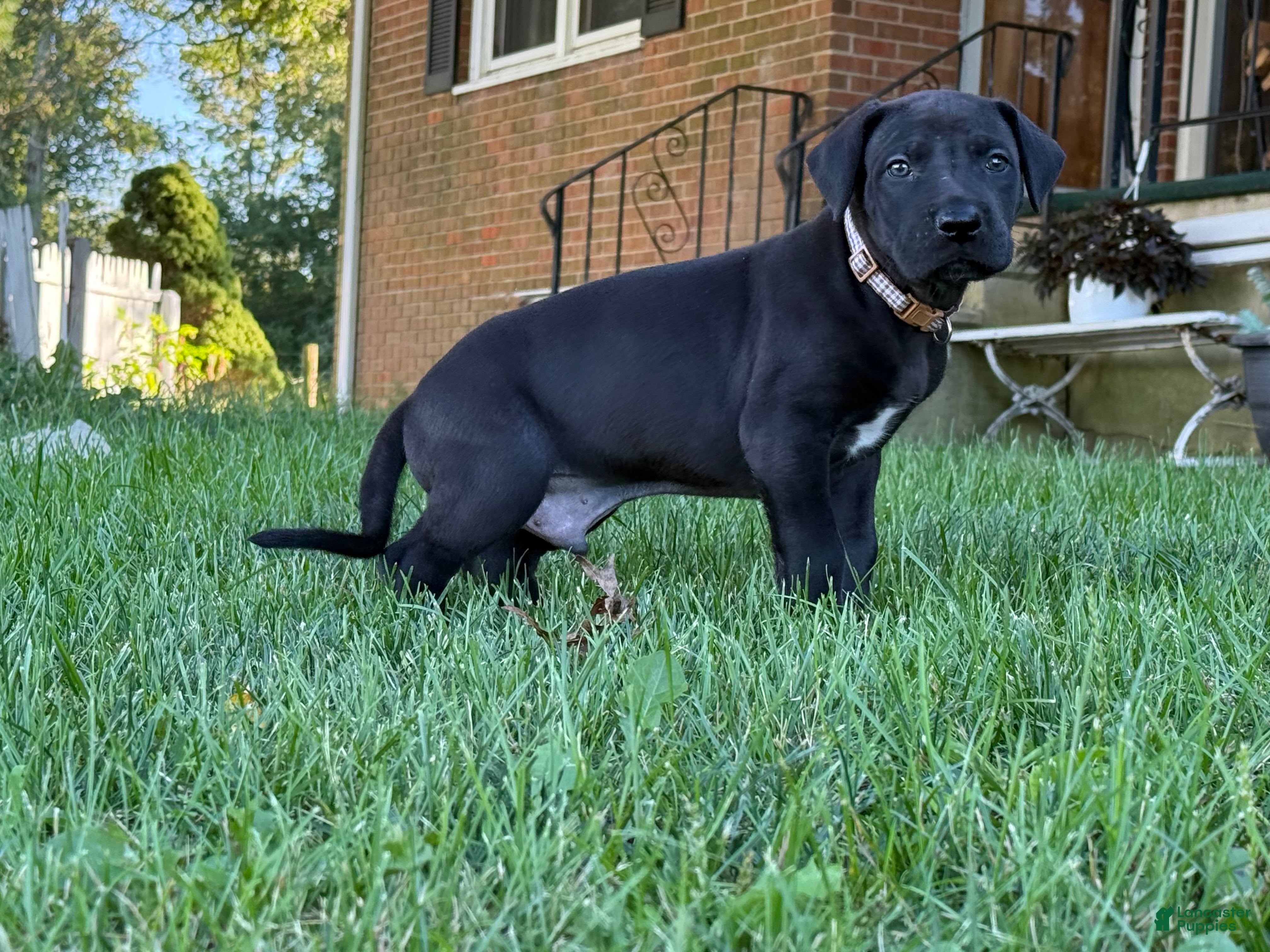 Great Dane dogs Male pup - Ad 2