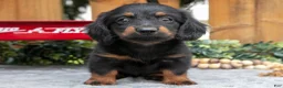 Miniature Dachshund dogs for sale: Minka - Ad 2