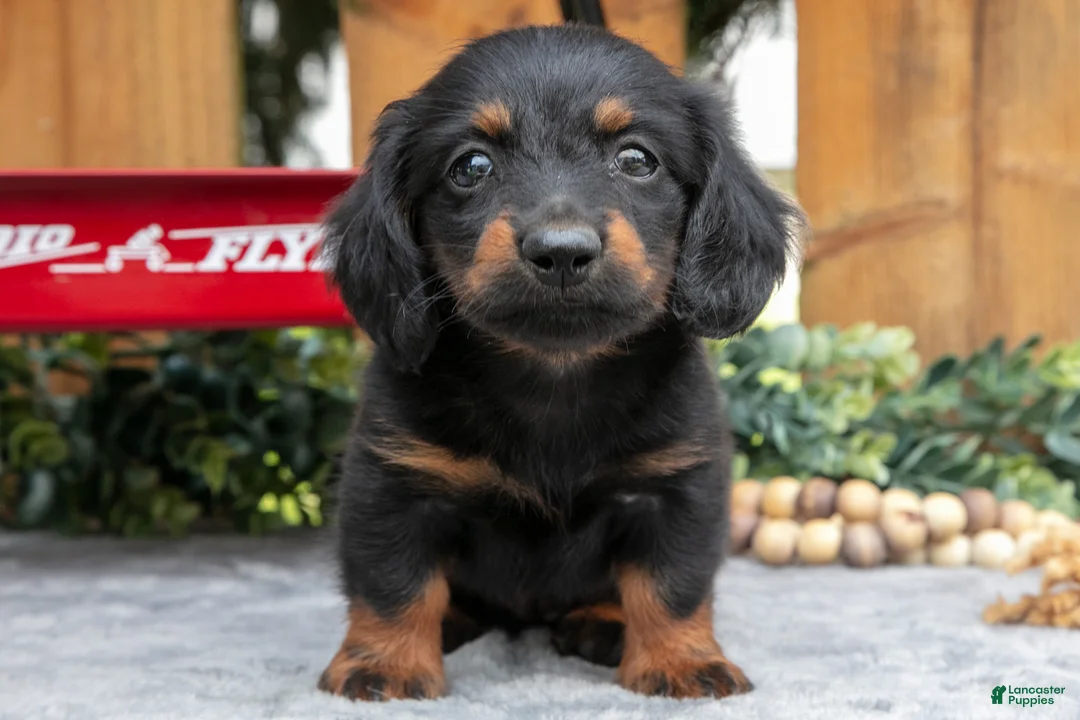 Miniature Dachshund dogs for sale: Minka - Ad 2