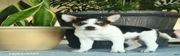 Toy Fox Terrier dogs for sale: Cole - Ad 1