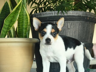 Toy Fox Terrier dogs Cole - Ad 10
