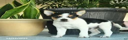 Toy Fox Terrier dogs for sale: Cole - Ad 1