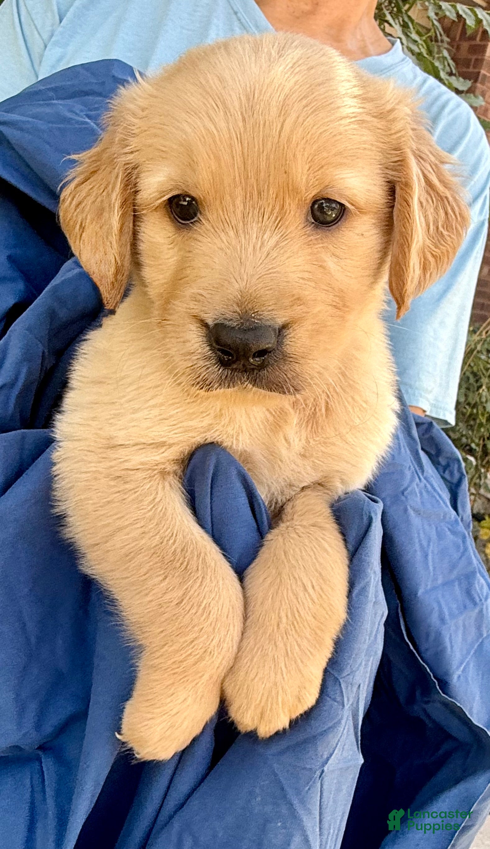 Golden Retriever dogs Kobo - Ad 2