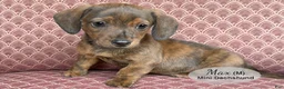 Miniature Dachshund dogs for sale: Max - Ad 1