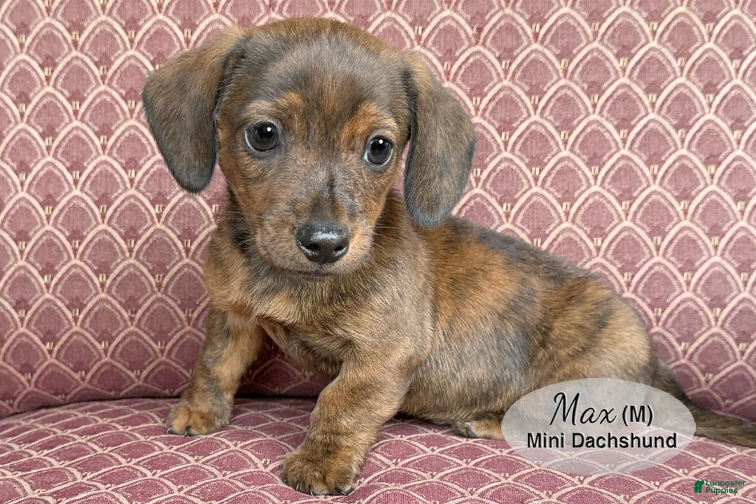 Miniature Dachshund dogs for sale: Max - Ad 1