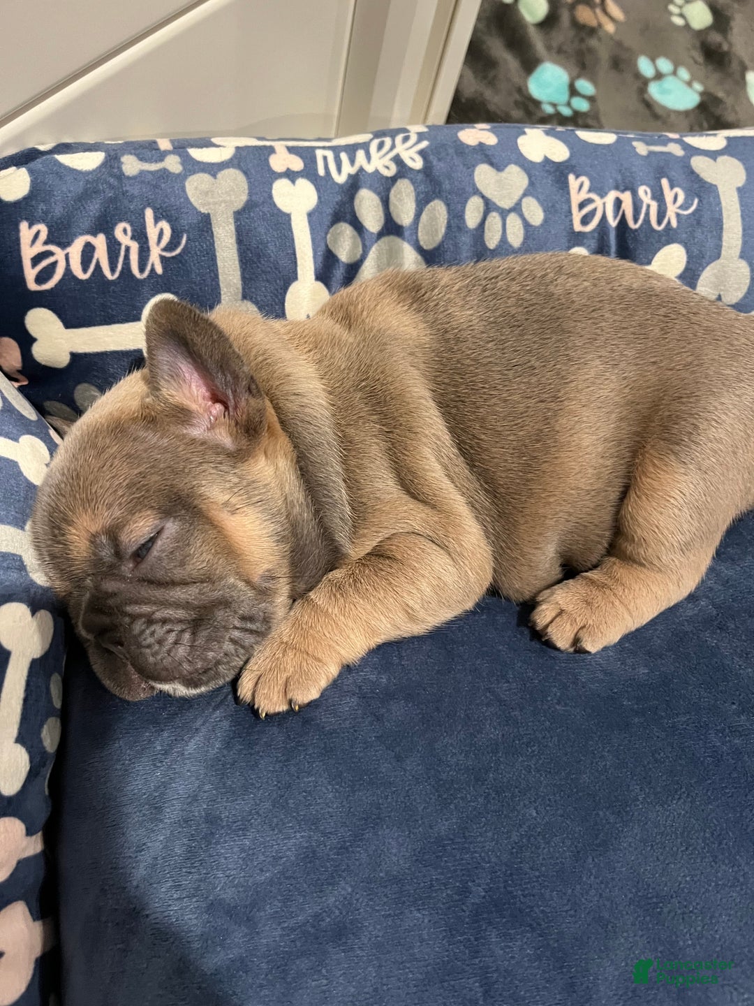 French Bulldog dogs for sale: French Bulldog Puppy 4 - Ad 2