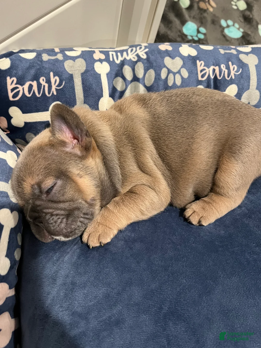 French Bulldog dogs for sale: French Bulldog Puppy 4 - Ad 3