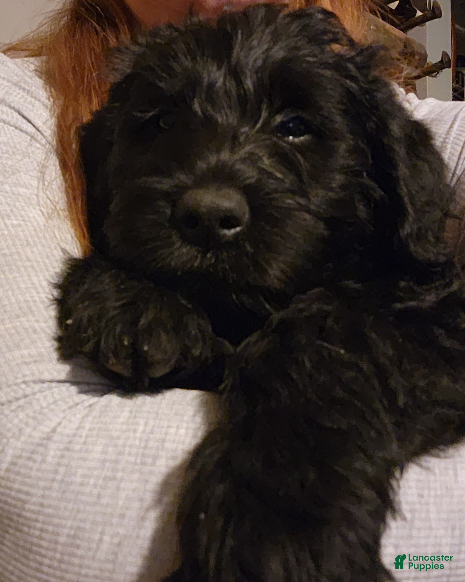 Labradoodle dogs for sale: Labradoodle gray collar - Ad 2