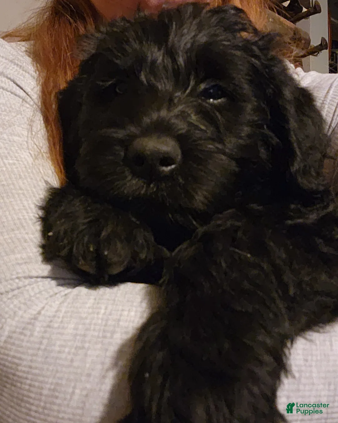 Labradoodle dogs for sale: Labradoodle gray collar - Ad 2