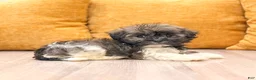 Havanese dogs for sale: Ace - Ad 3