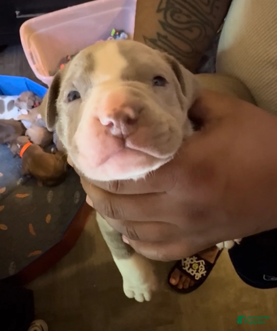 American Pit Bull Terrier dogs for sale: American Pit Bull Terrier 3 - Ad 1