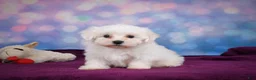 Maltese dogs for sale: Cash - Ad 8