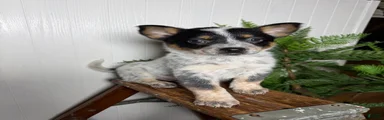 Australian Cattle Dog Puppy 4