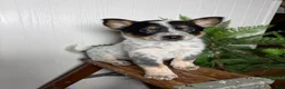 Australian Cattle Dog dogs for sale: Australian Cattle Dog Puppy 4 - Ad 1