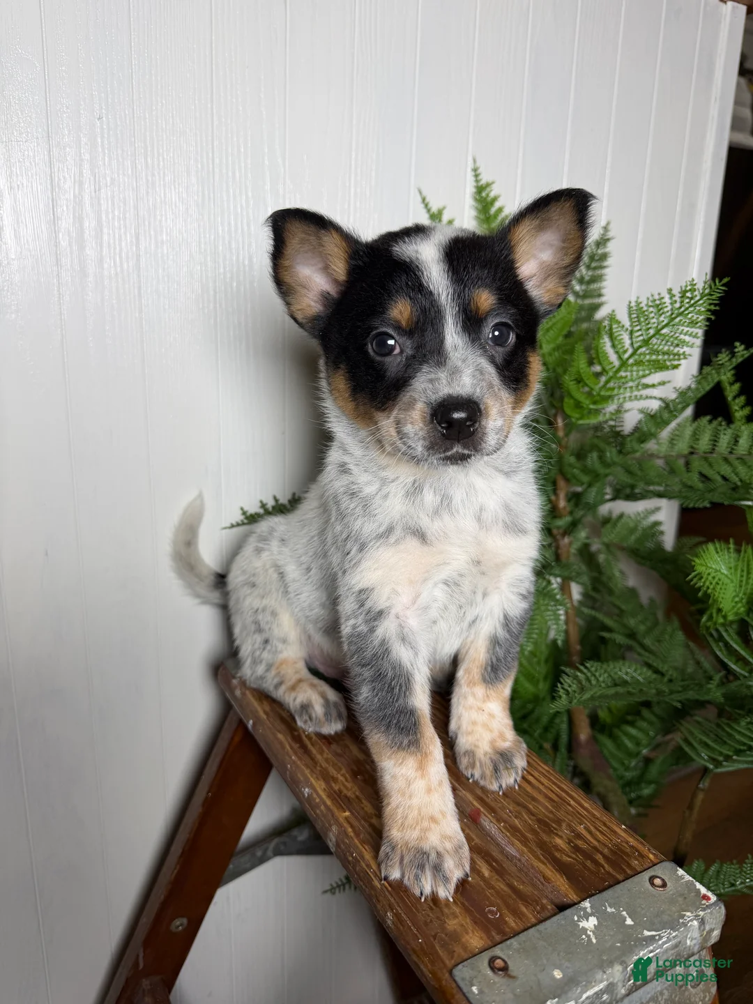 Australian Cattle Dog dogs for sale: Australian Cattle Dog Puppy 4 - Ad 1
