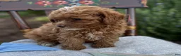 Toy Poodle dogs for sale: Blaze - Ad 8