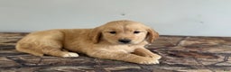 Golden Retriever dogs for sale: Tucker - Ad 4