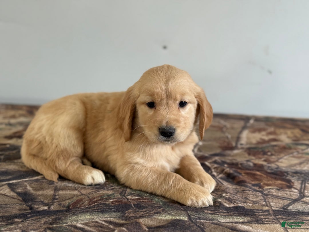 Golden Retriever dogs for sale: Tucker - Ad 4