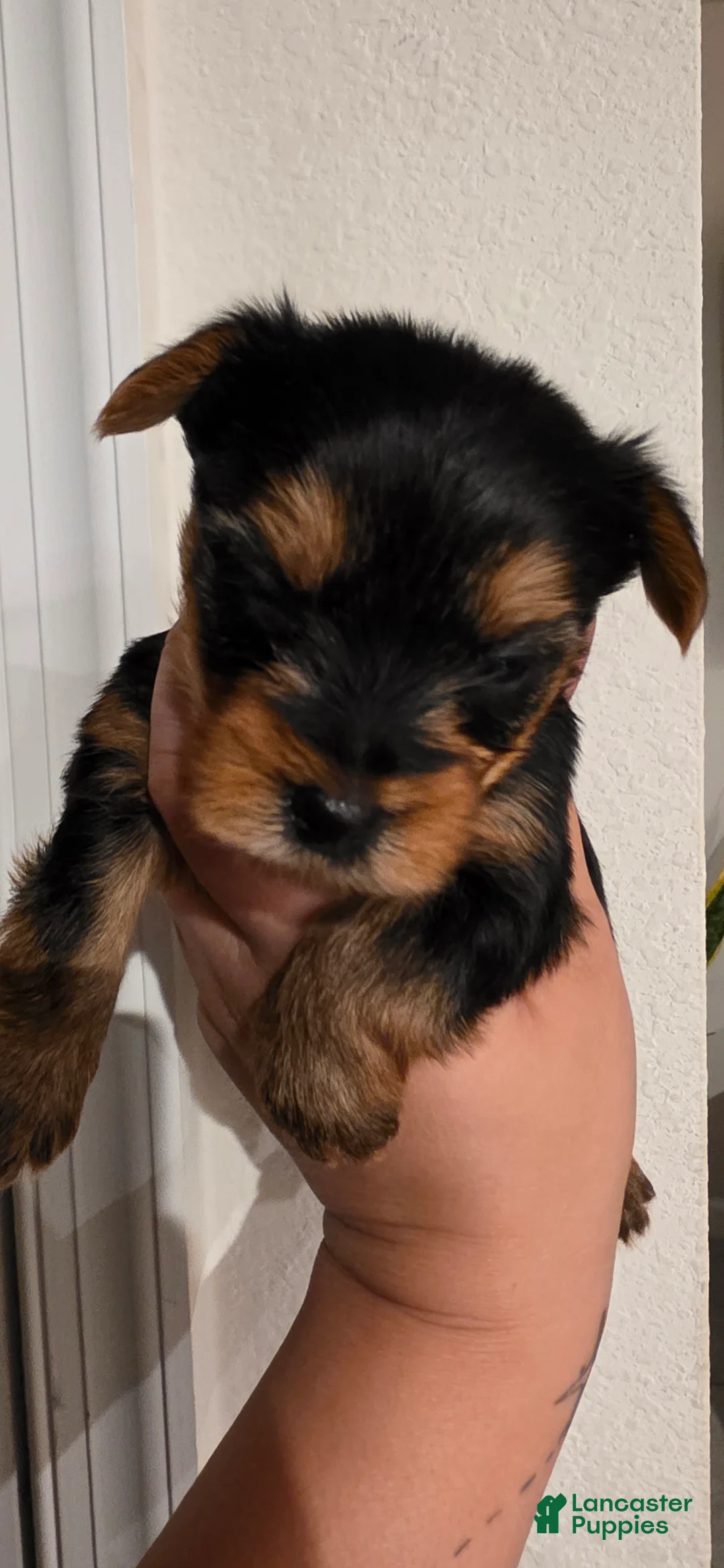 Yorkshire Terrier dogs for sale: Cyclops - Ad 2