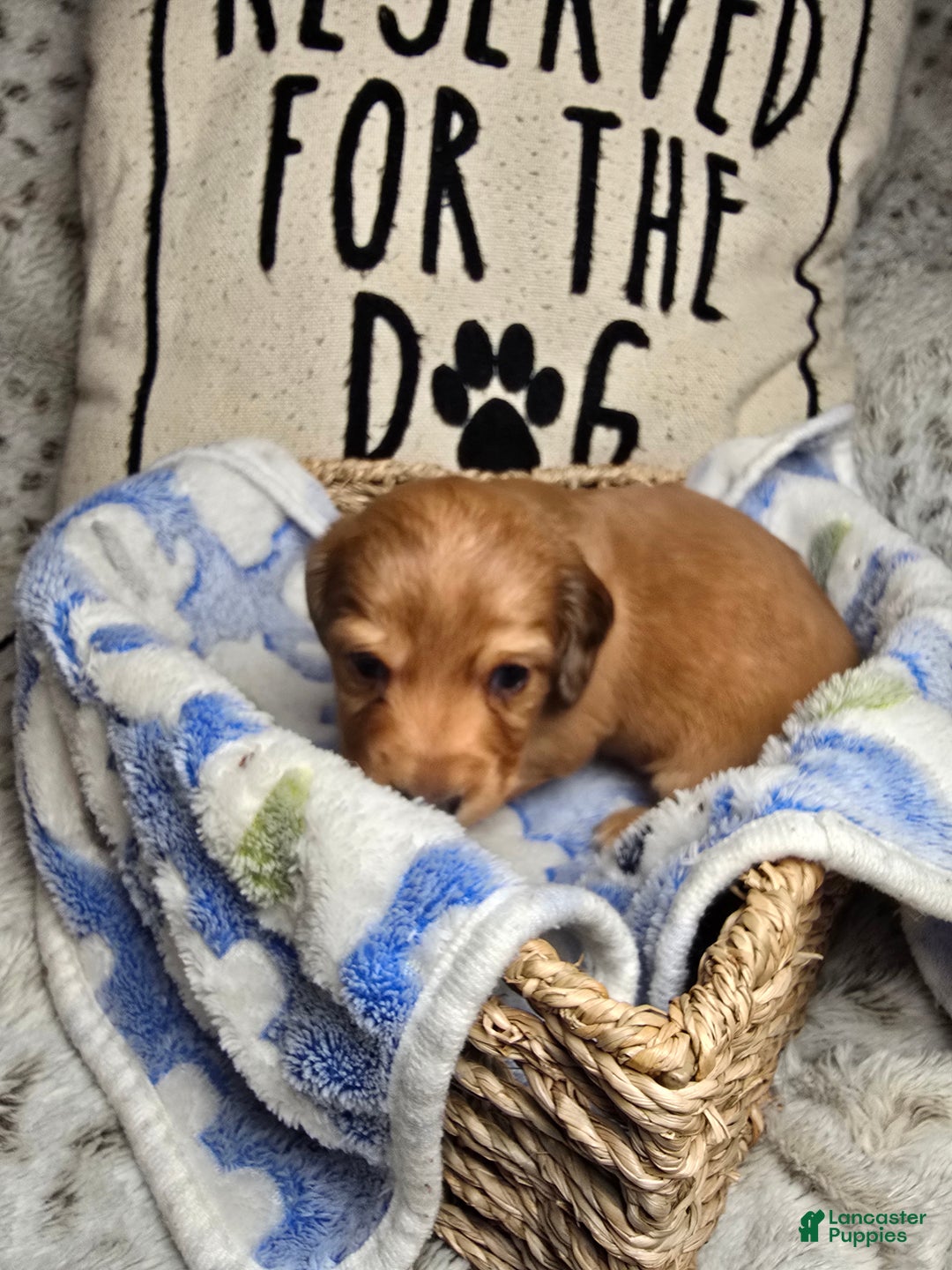 Miniature Dachshund dogs for sale: Duke - Ad 3