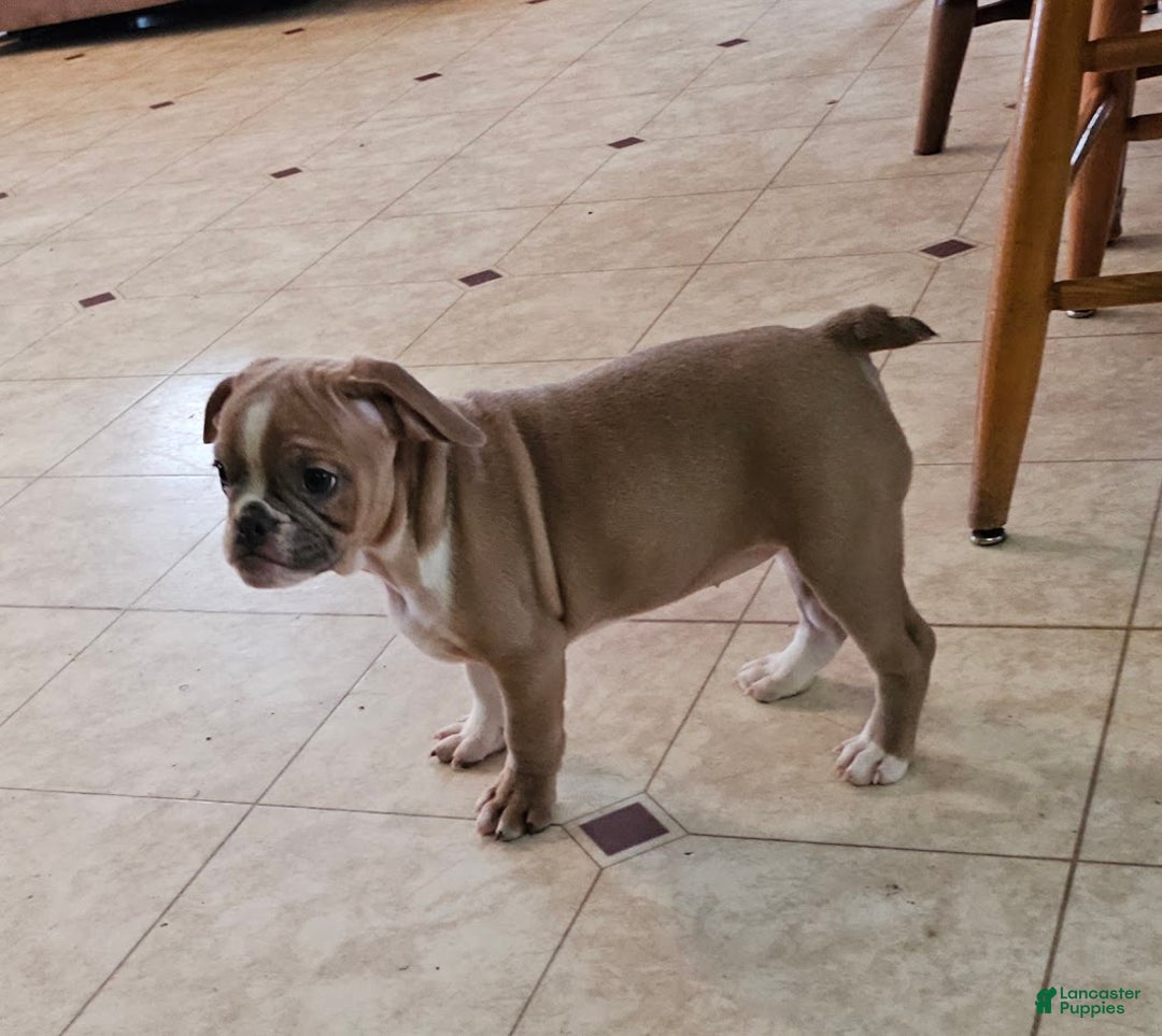 Mixed Breed dogs for sale: Tiny Tan Girl - Ad 5