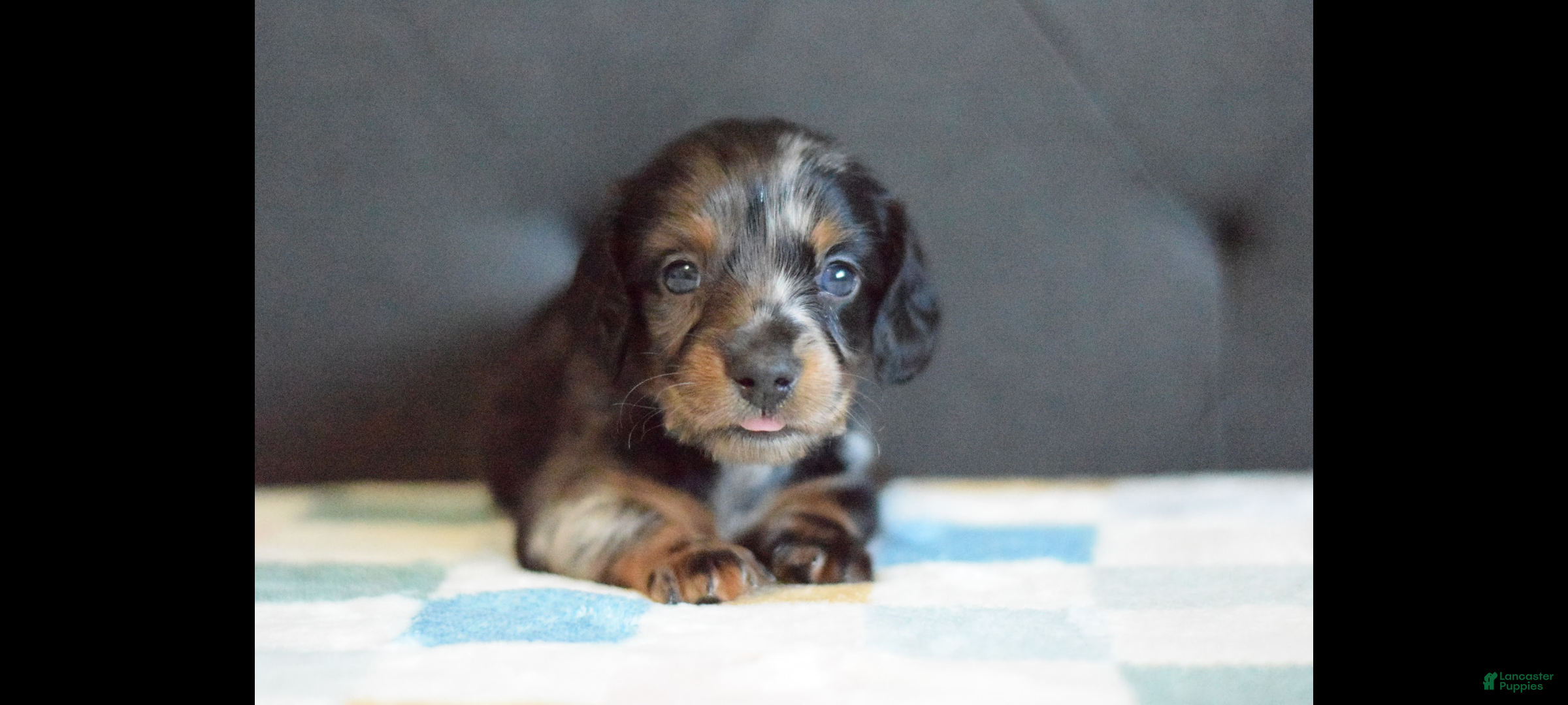 Miniature Dachshund dogs Miniature Dachshund Puppy 1 - Ad 1