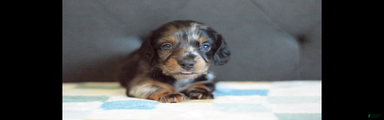 Miniature Dachshund Puppy 1