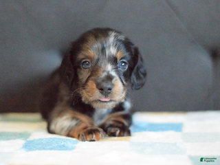 Miniature Dachshund dogs Miniature Dachshund Puppy 1 - Ad 1