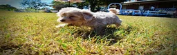 Havapoo dogs for sale: Ozzie - Ad 6