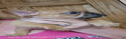 French Bulldog dogs for sale: Fire - Ad 2