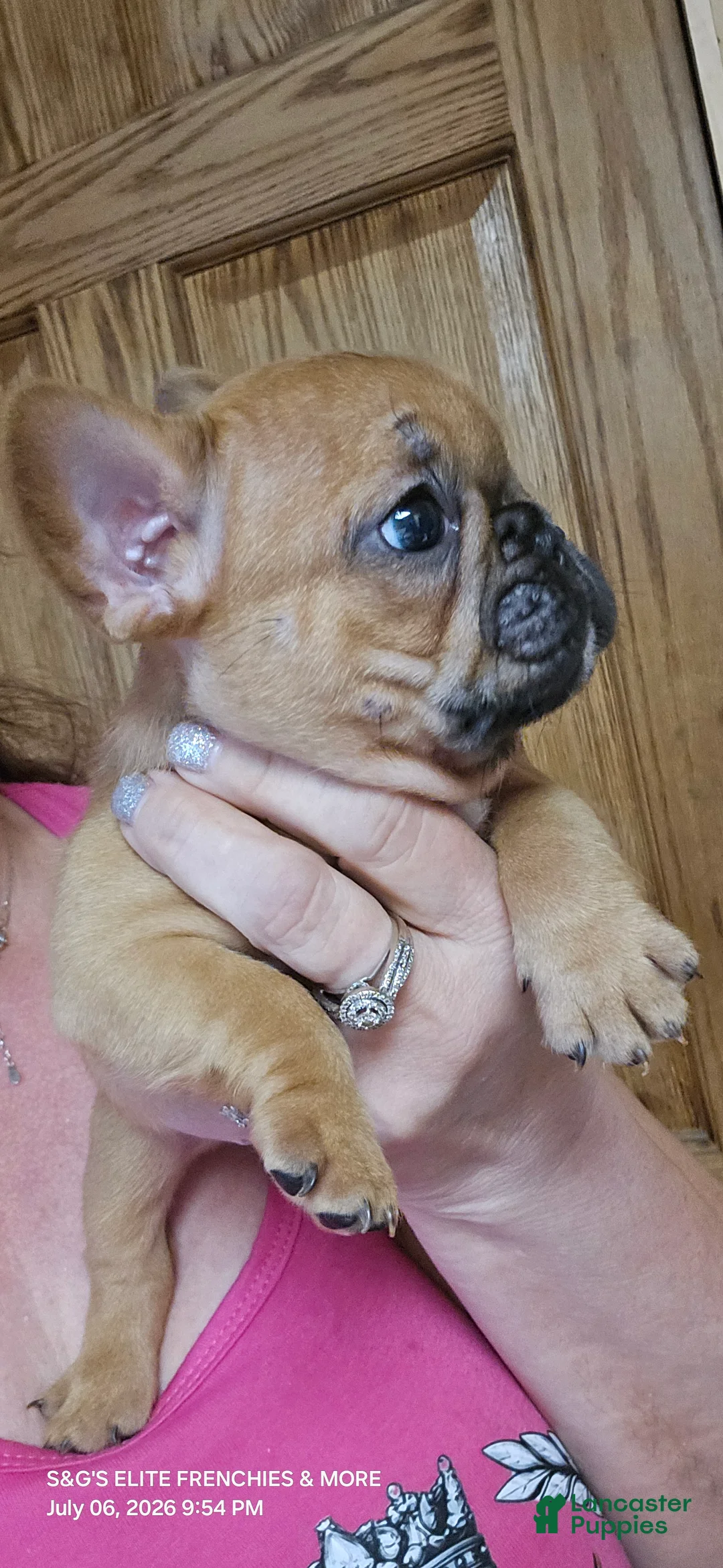 French Bulldog dogs for sale: Fire - Ad 2