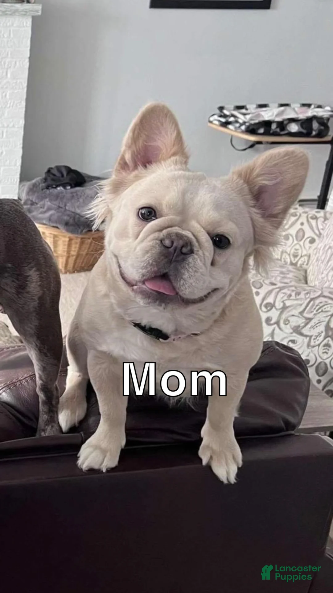 French Bulldog dogs for sale: French Bulldog Puppy 1 - Ad 2