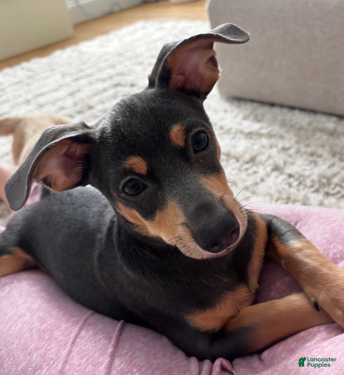 Chiweenie dogs Brownie  - Ad 1